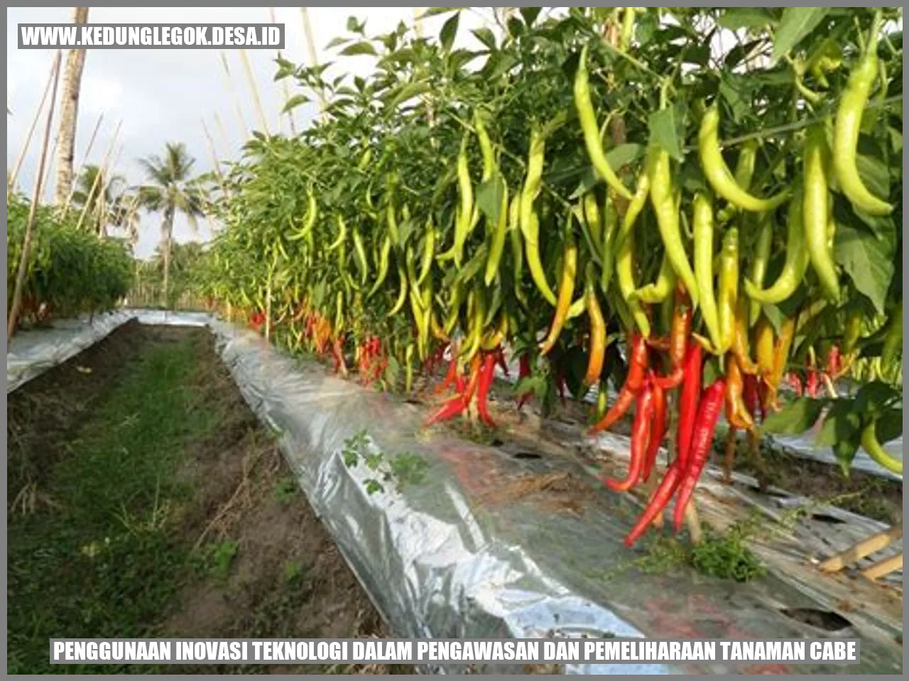 Penggunaan Inovasi Teknologi Dalam Pengawasan dan Pemeliharaan Tanaman Cabe
