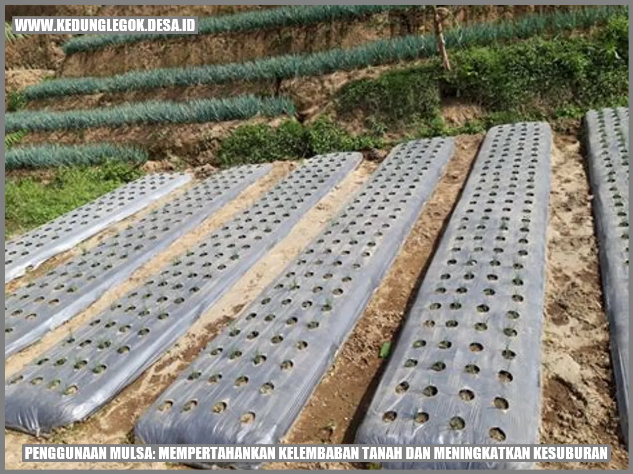Penggunaan Mulsa: Mempertahankan Kelembaban Tanah dan Meningkatkan Kesuburan