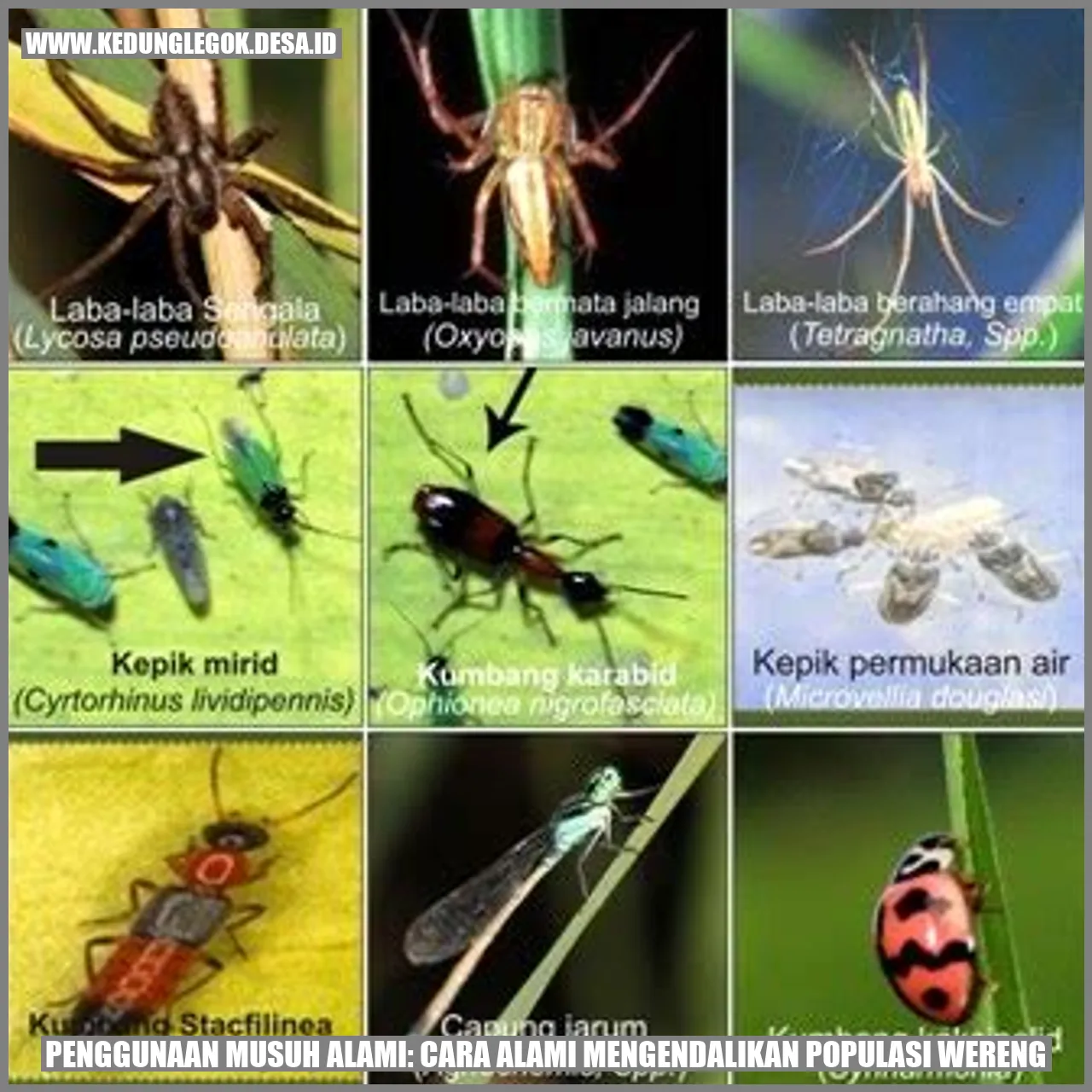 Penggunaan Musuh Alami: Cara Alami Mengendalikan Populasi Wereng