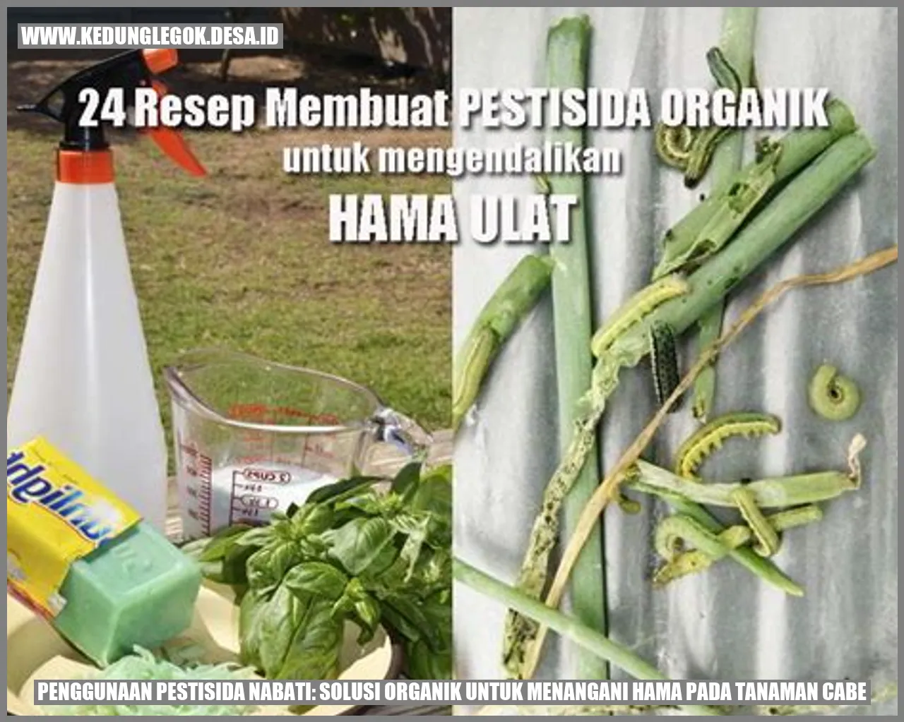 Penggunaan Pestisida Nabati: Solusi Organik untuk Menangani Hama pada Tanaman Cabe