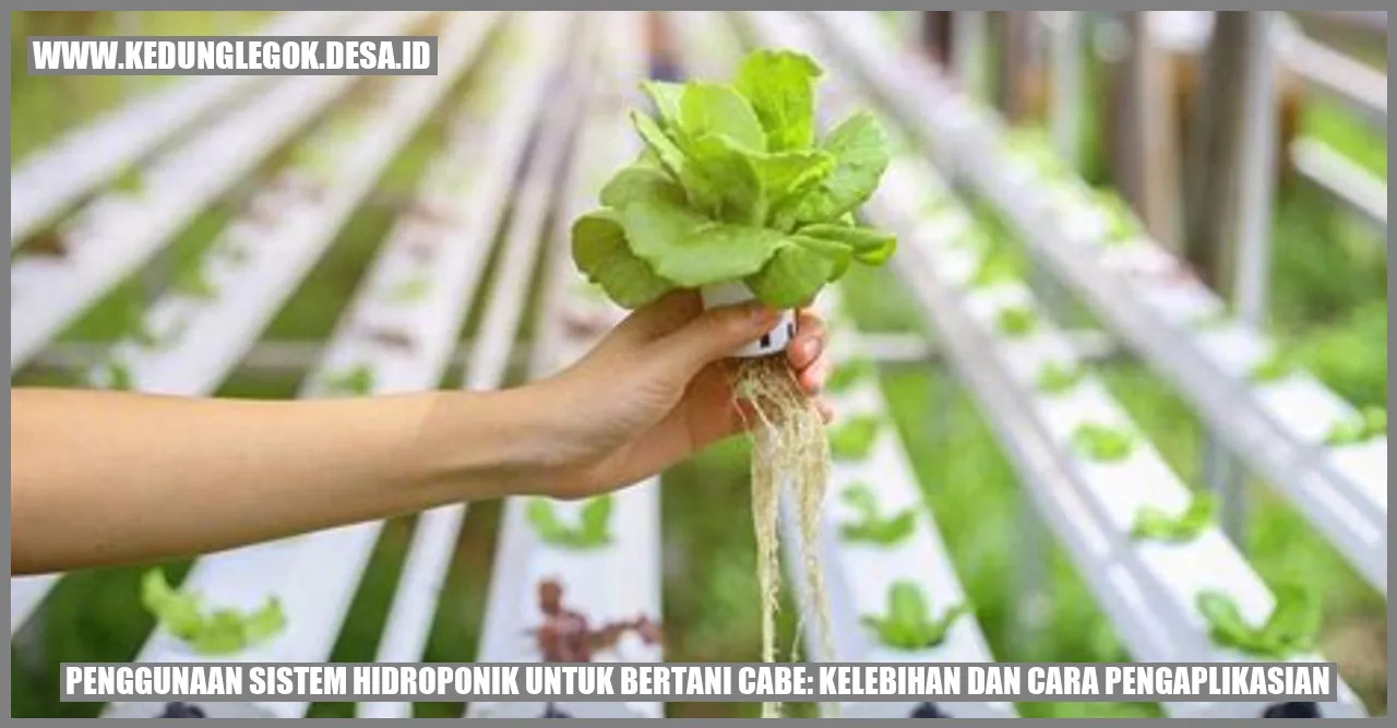 Penggunaan Sistem Hidroponik untuk Bertani Cabe: Kelebihan dan Cara Pengaplikasian