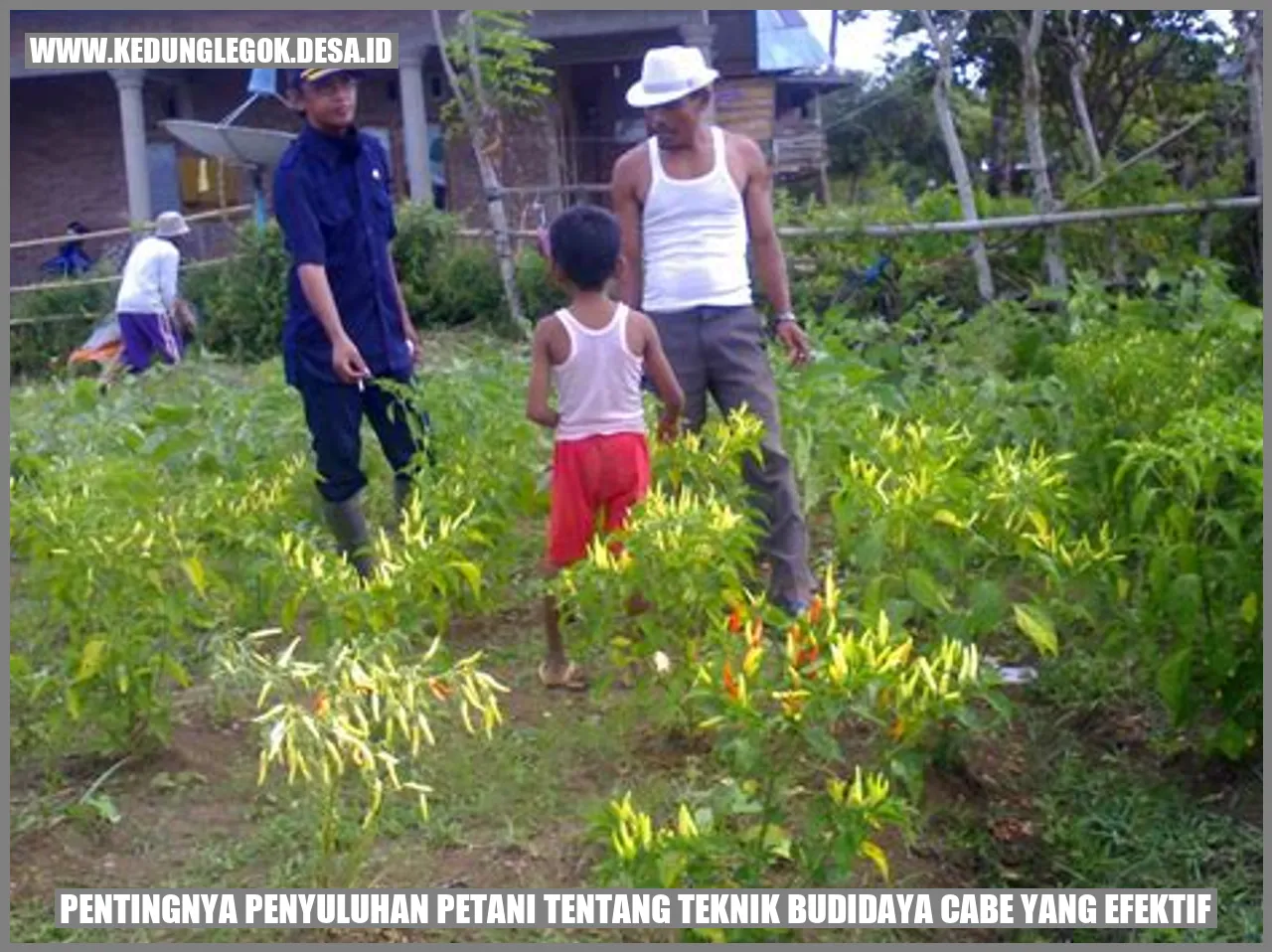 Pentingnya Penyuluhan Petani tentang Teknik Budidaya Cabe yang Efektif