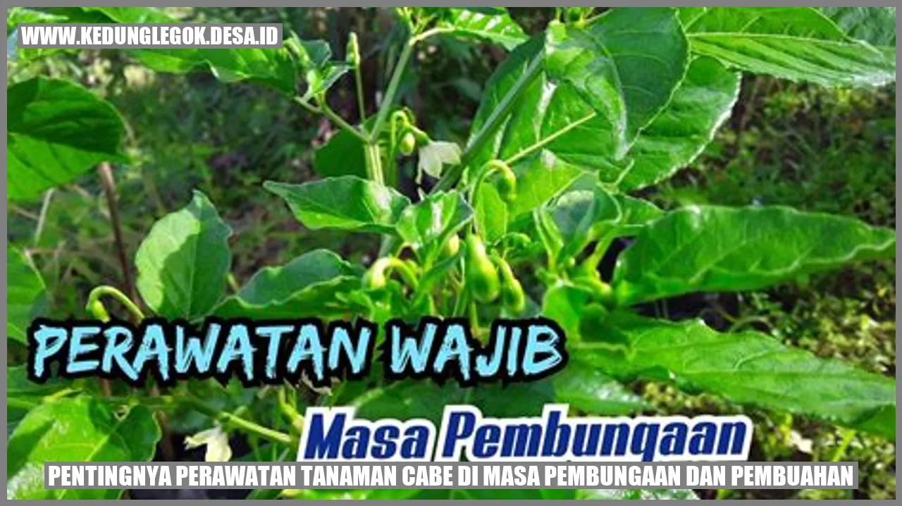 Pentingnya Perawatan Tanaman Cabe di Masa Pembungaan dan Pembuahan