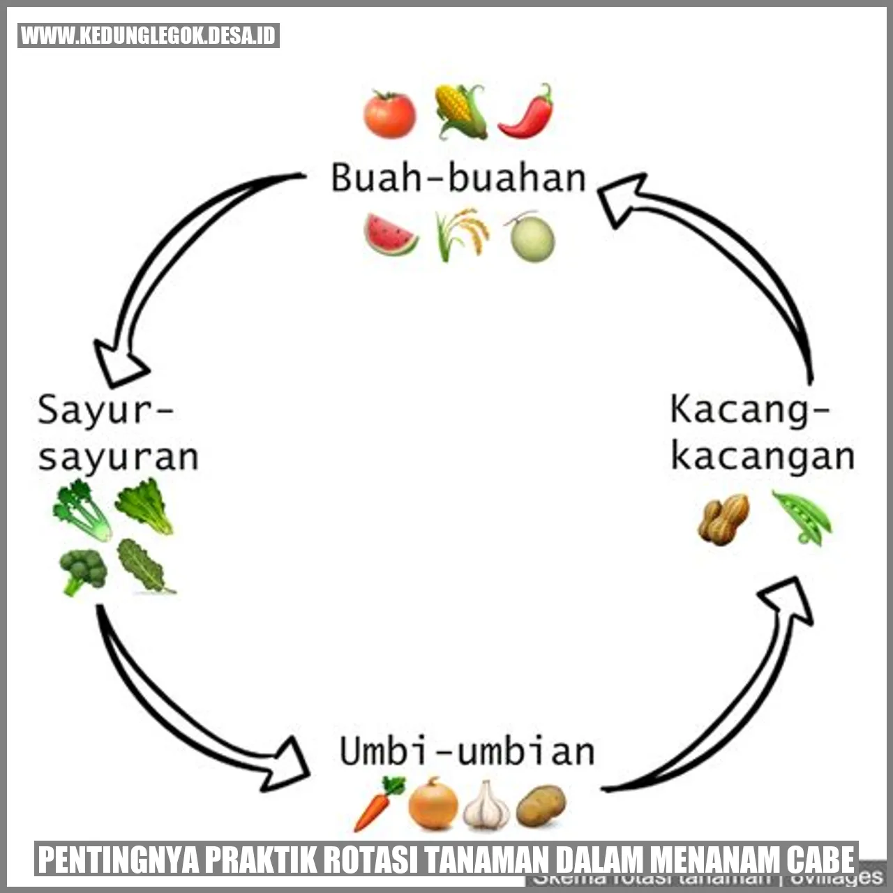 Pentingnya Rotasi Tanaman Cabe