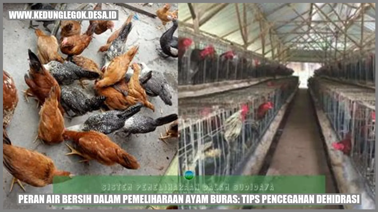 Peran Air Bersih dalam Pemeliharaan Ayam Buras: Tips Pencegahan Dehidrasi