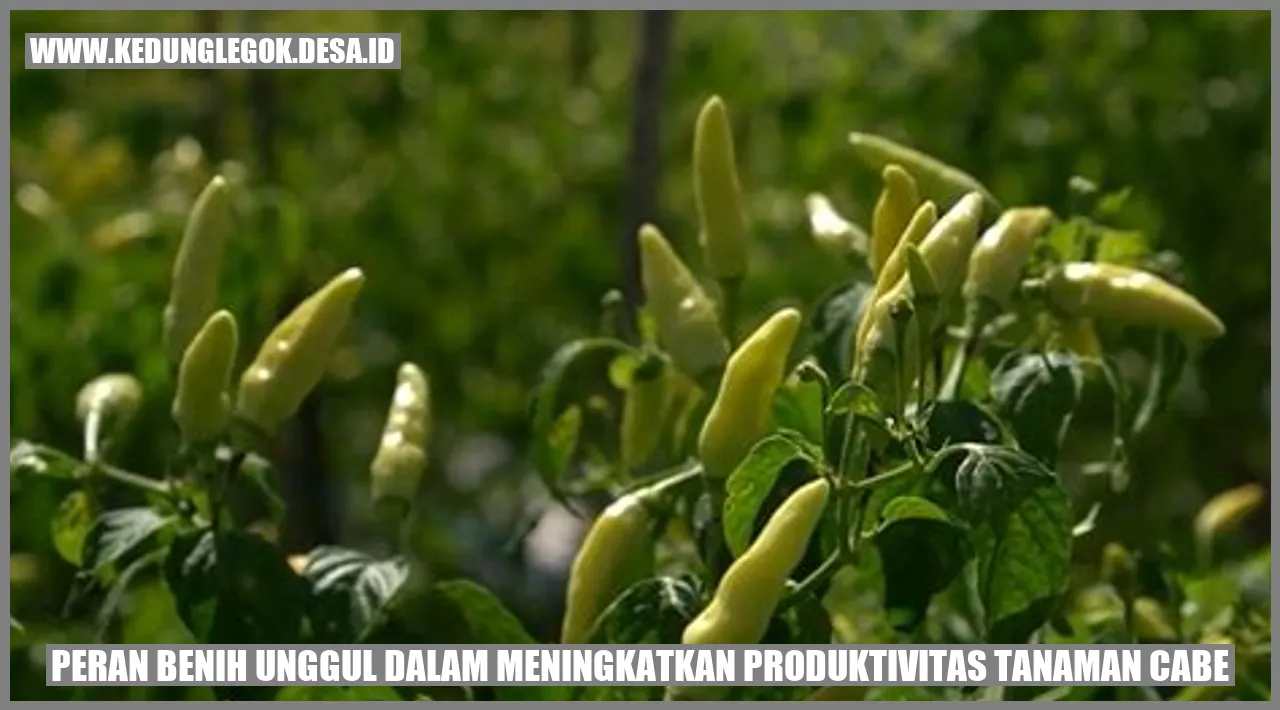 Peran Benih Unggul dalam Meningkatkan Produktivitas Tanaman Cabe