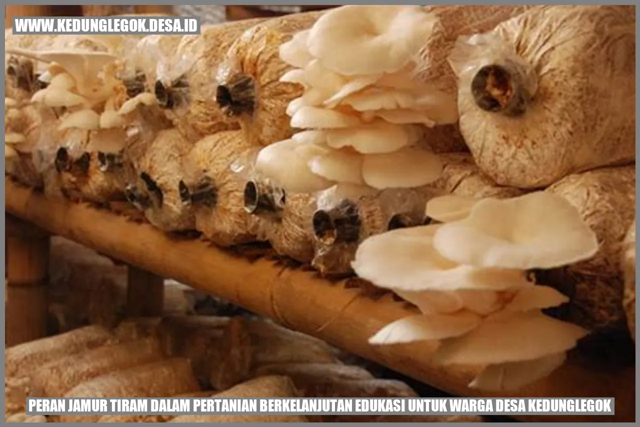 Gambar jamur tiram