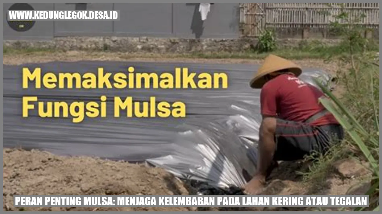 Peran Penting Mulsa: Menjaga Kelembaban pada Lahan Kering atau Tegalan