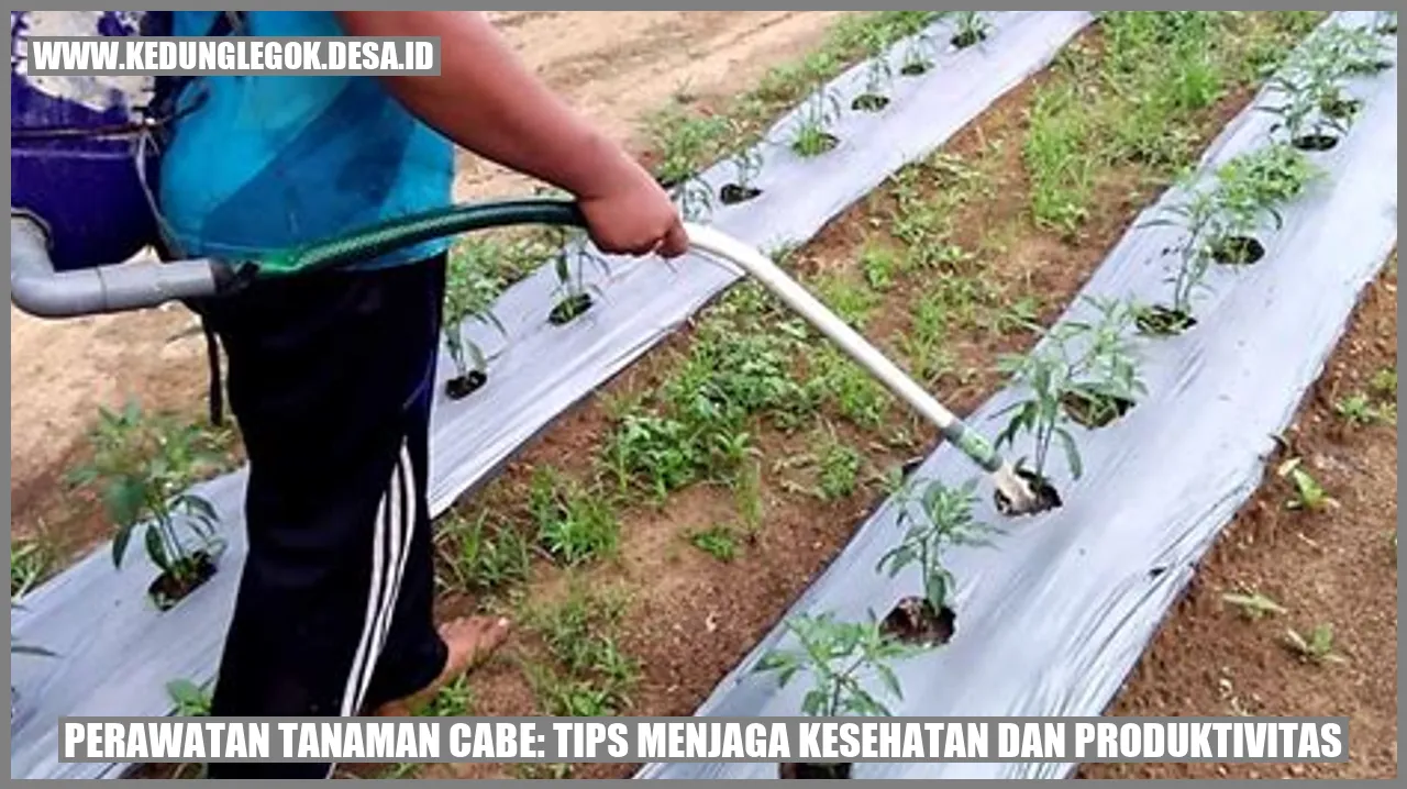 Perawatan Tanaman Cabe: Tips Menjaga Kesehatan dan Produktivitas