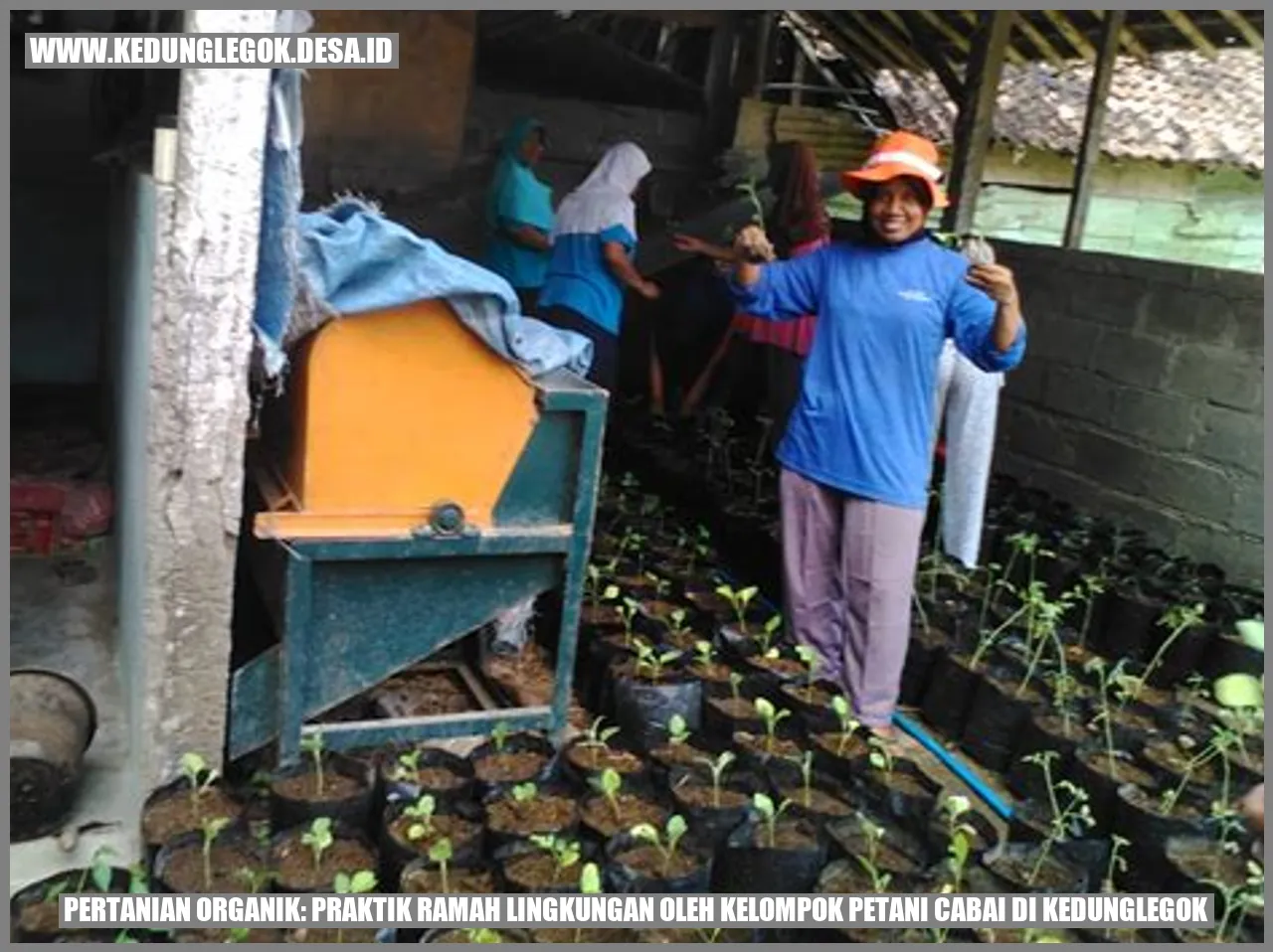 Petani Cabai di Kedunglegok