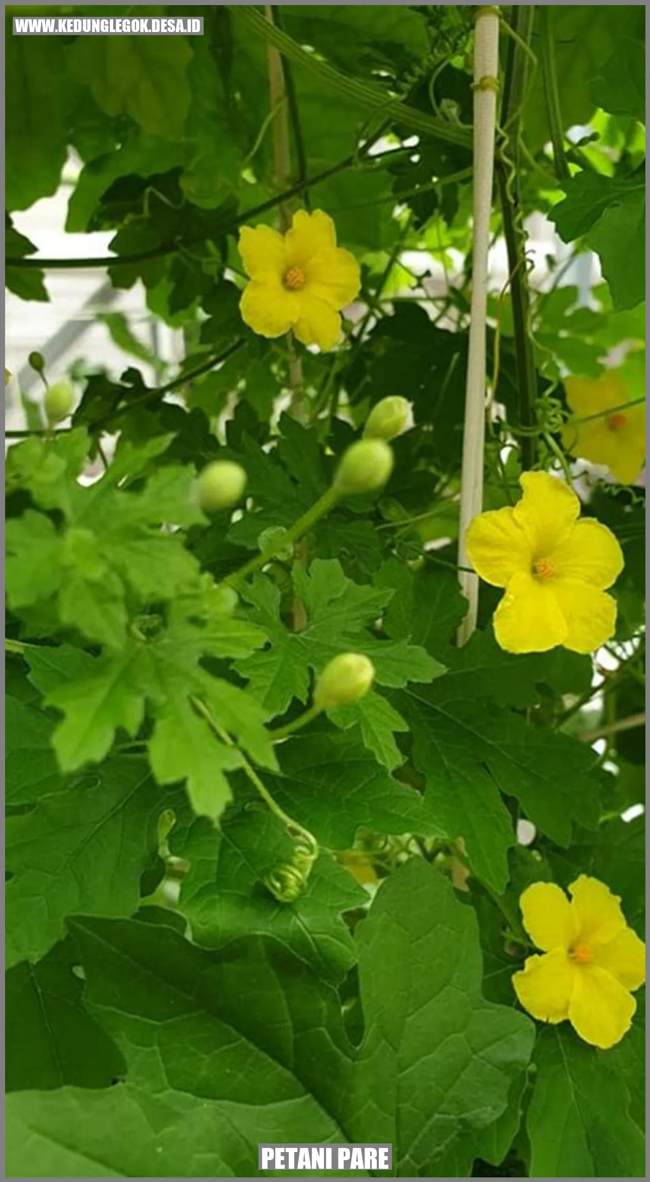Petani Pare