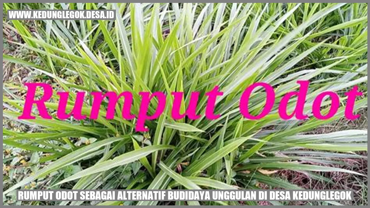 Rumput Odot Sebagai Alternatif Budidaya Unggulan di Desa Kedunglegok