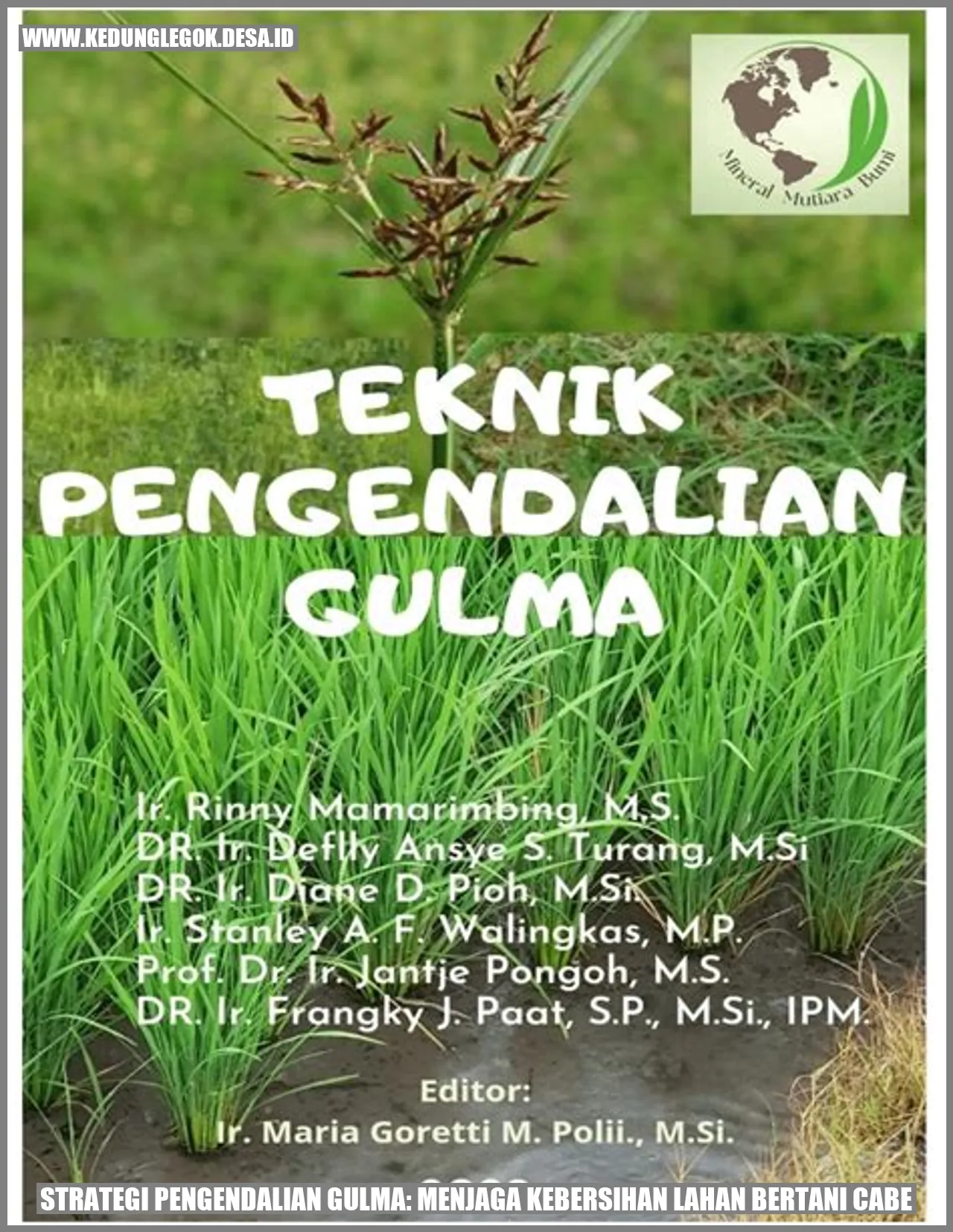 gambar ladang cabe