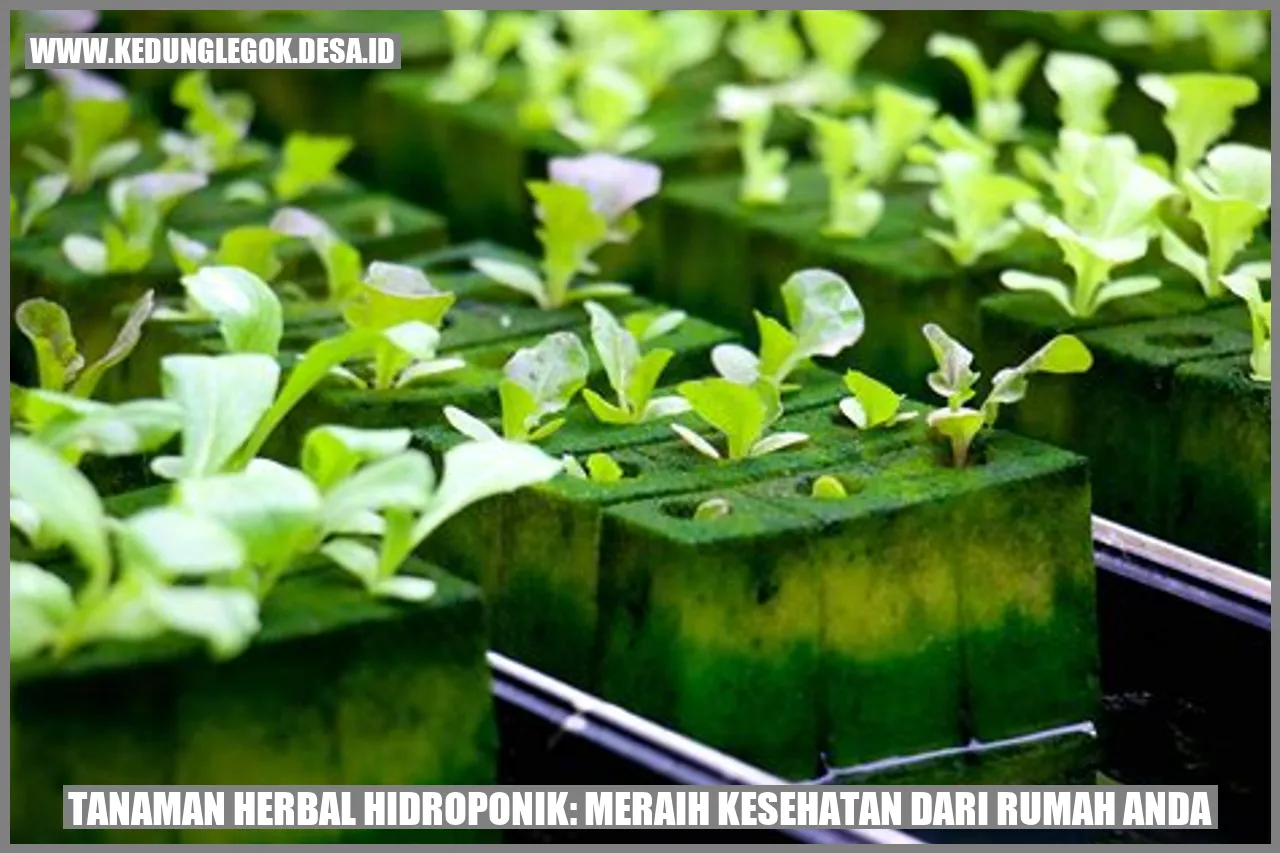Tanaman Herbal Hidroponik: Meraih Kesehatan dari Rumah Anda