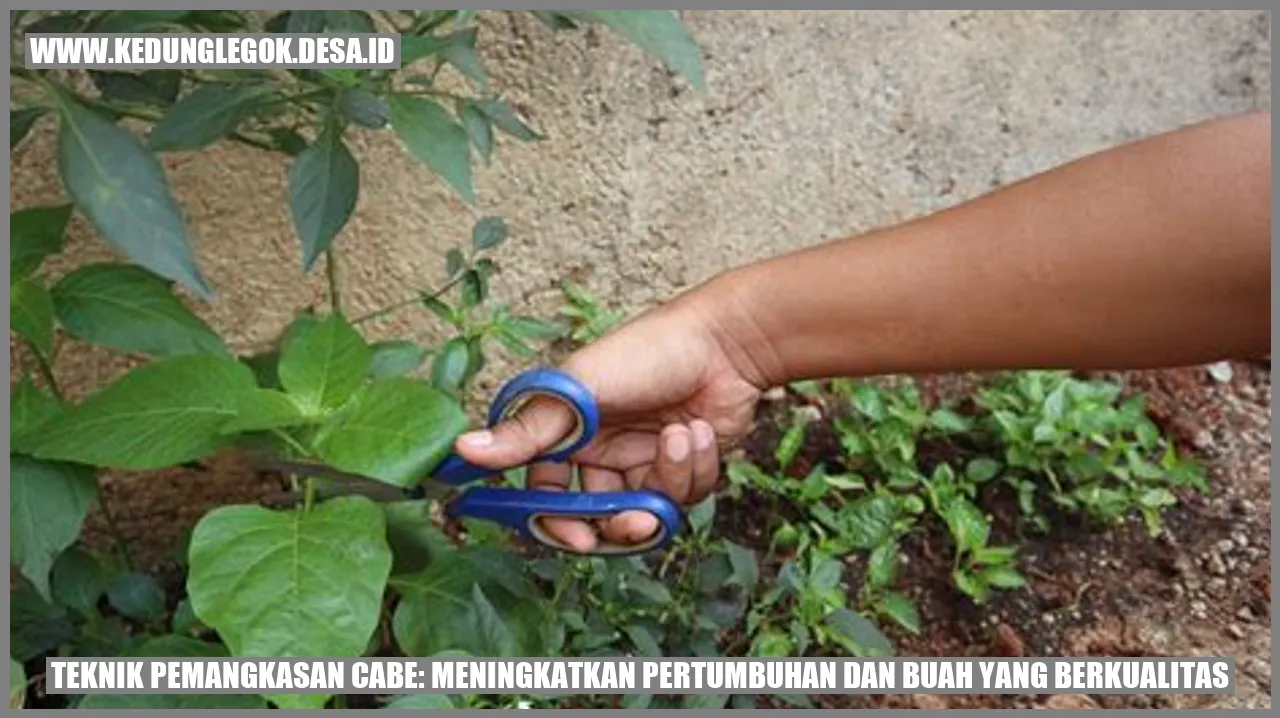Gambar Cabe