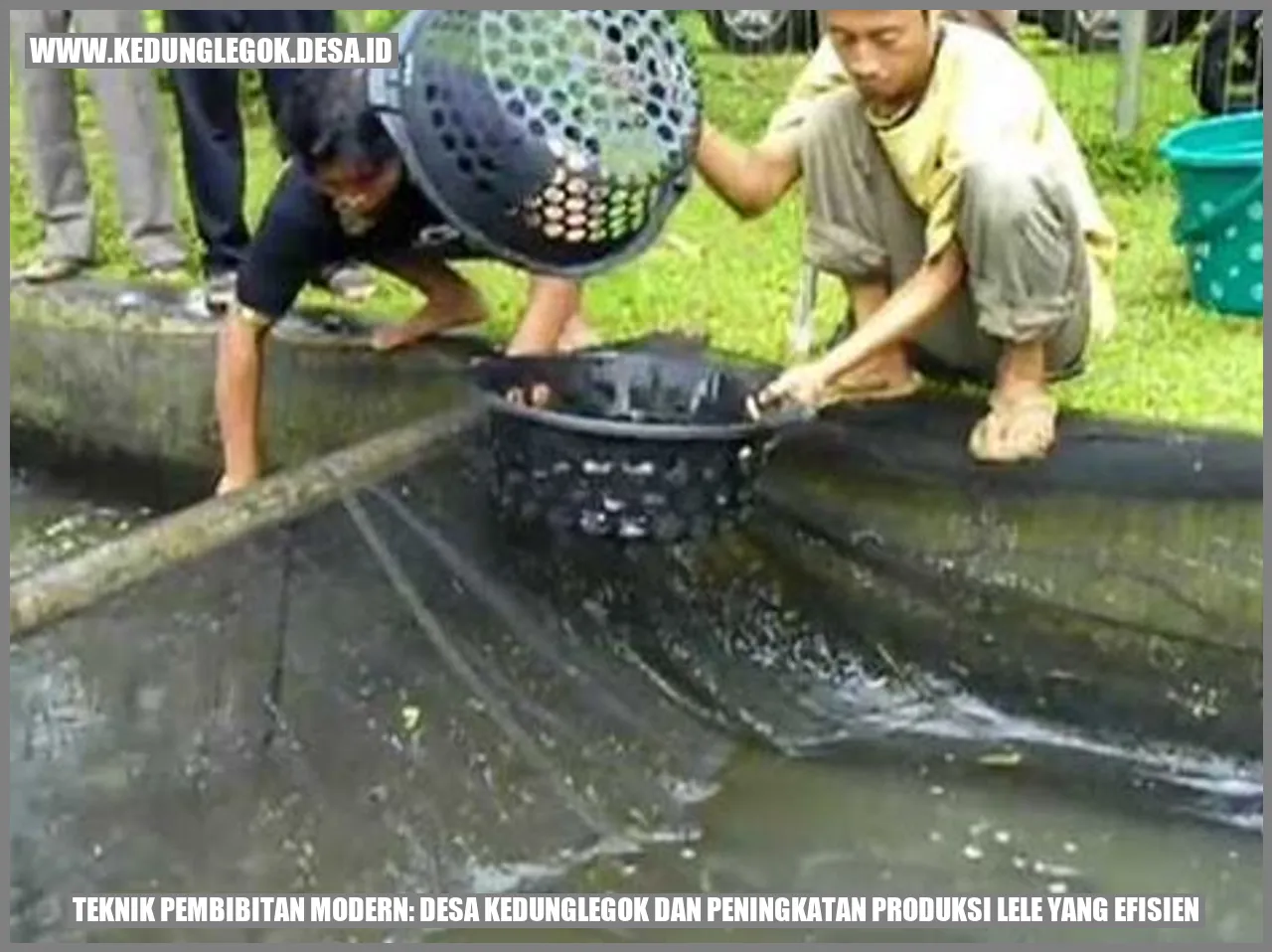 Teknik Pembibitan Modern: Desa Kedunglegok dan Peningkatan Produksi Lele yang Efisien