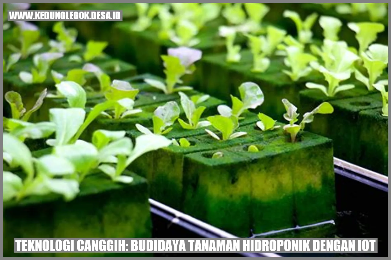 Teknologi Canggih: Budidaya Tanaman Hidroponik dengan IoT